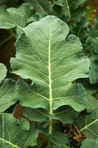 Organic green broccoli leaves in greenhouse