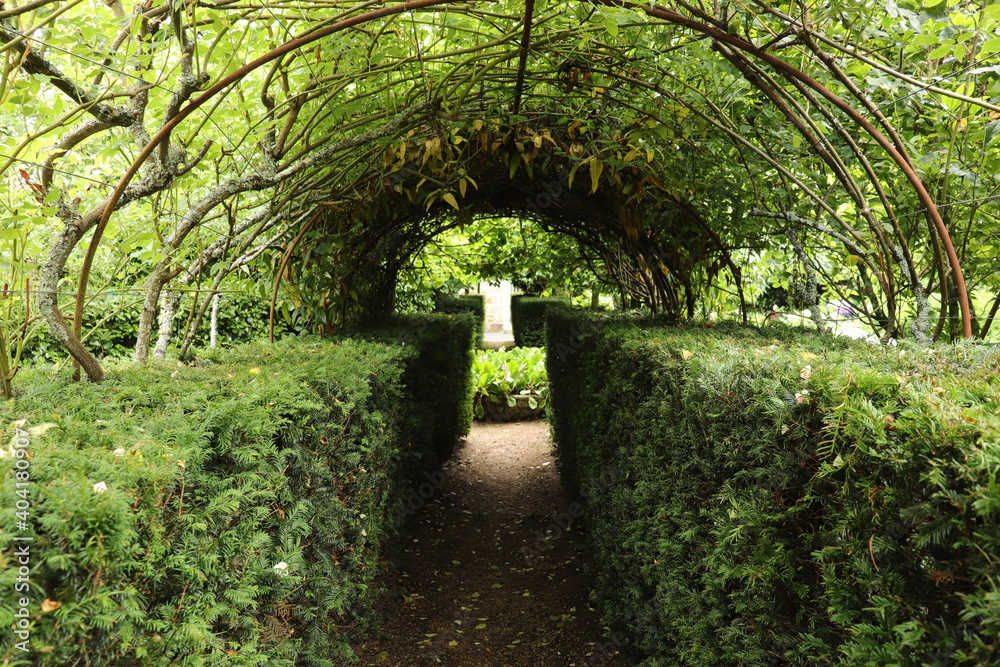 Tangle of undergrowth along a path covered with a tree canopy through the forest