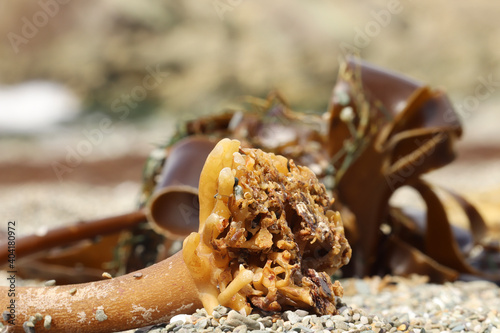 Seaweed washed up on the south Cornwall beach photo