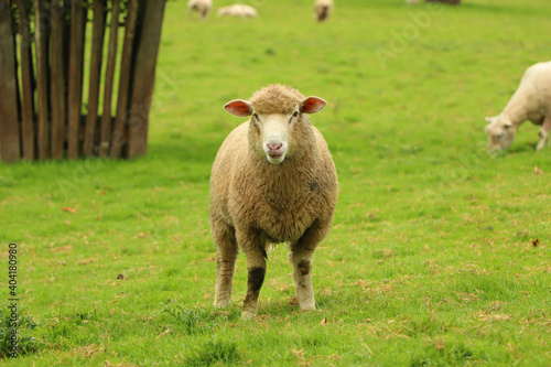 Sheep in the field of Restormel manor photo