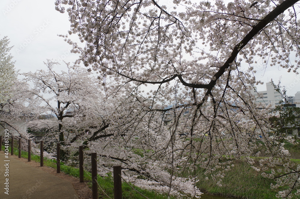Fototapeta premium 山形県の歴史ある公園の満開の桜