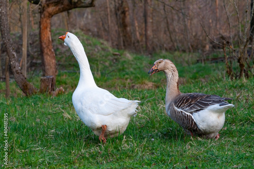 A pair of white and spotted domestic geese graze on the lawn near the garden.