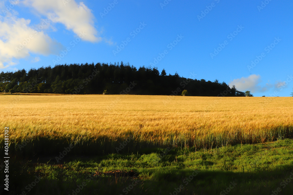 Naklejka premium Corn fields within Restormel Manor grounds