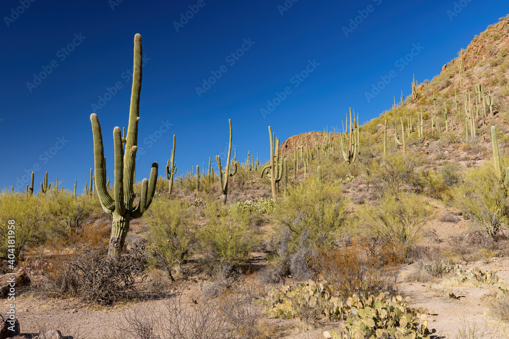 Sunny view of the Saguaro National Park