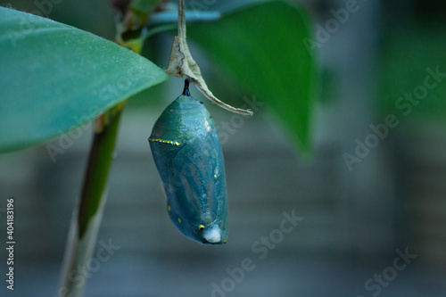 Monarch butterfly (danaus plexippus) inside chrysalis cocoon in the backyard