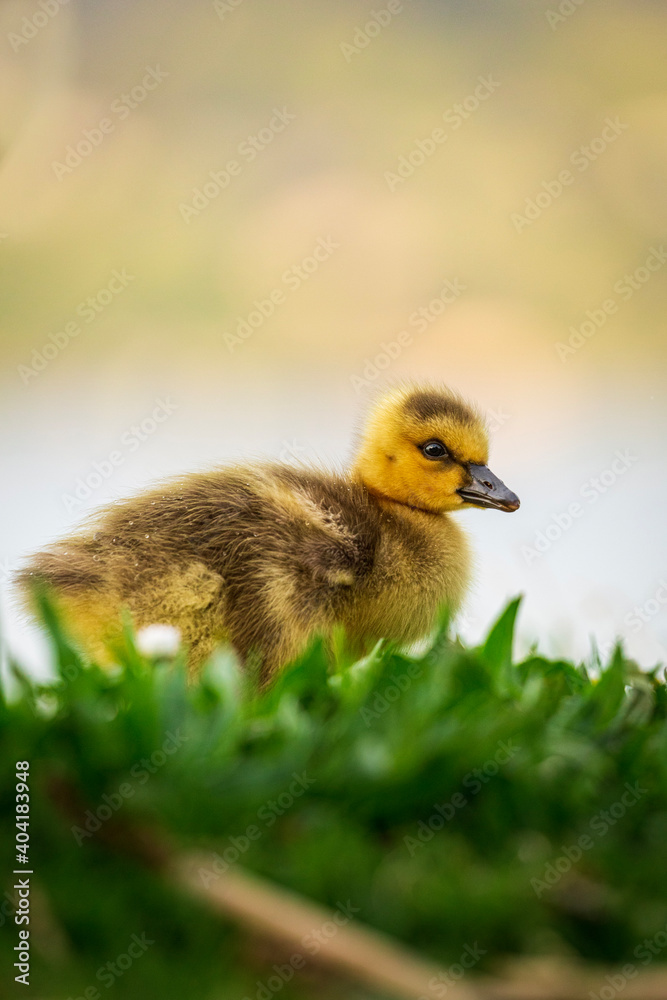 Portrait of little yellow goslings (baby goose) swimming, walking, sitting, and eating on the green grass and flowers by the water Portrait of little yellow goslings (baby goose) swimming, walking, sitting, and eating on the green grass and flowers by the water