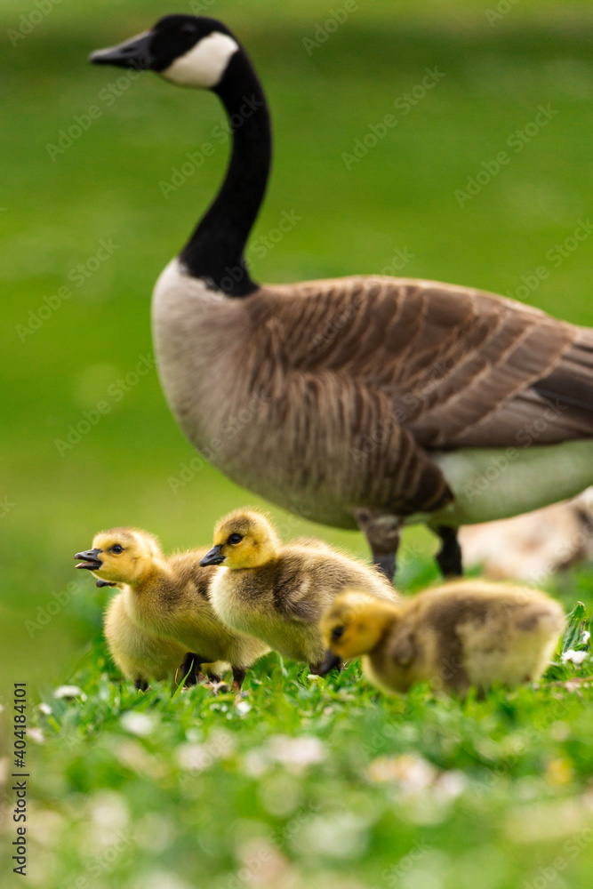 Portrait of little yellow goslings (baby goose) swimming, walking, sitting, and eating on the green grass and flowers by the water Portrait of little yellow goslings (baby goose) swimming, walking, sitting, and eating on the green grass and flowers by the water