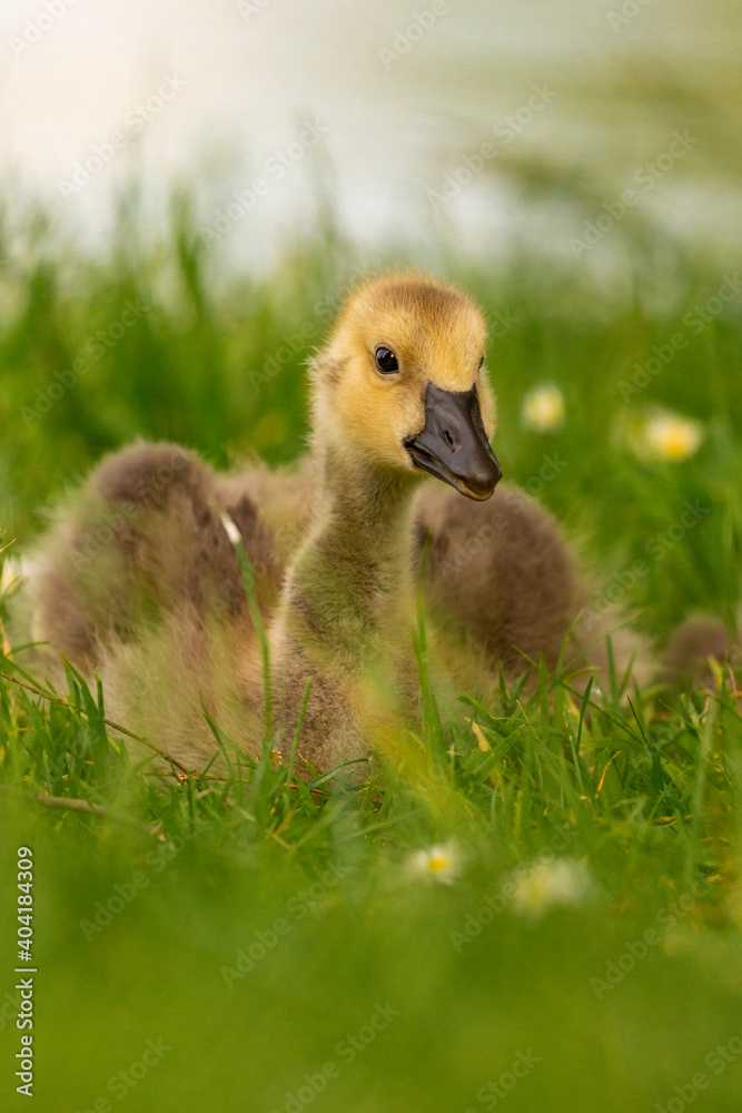 Portrait of little yellow goslings (baby goose) swimming, walking, sitting, and eating on the green grass and flowers by the water Portrait of little yellow goslings (baby goose) swimming, walking, sitting, and eating on the green grass and flowers by the water