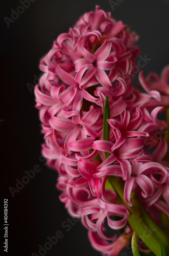 Blooming pink hyacinth on a black concrete background.