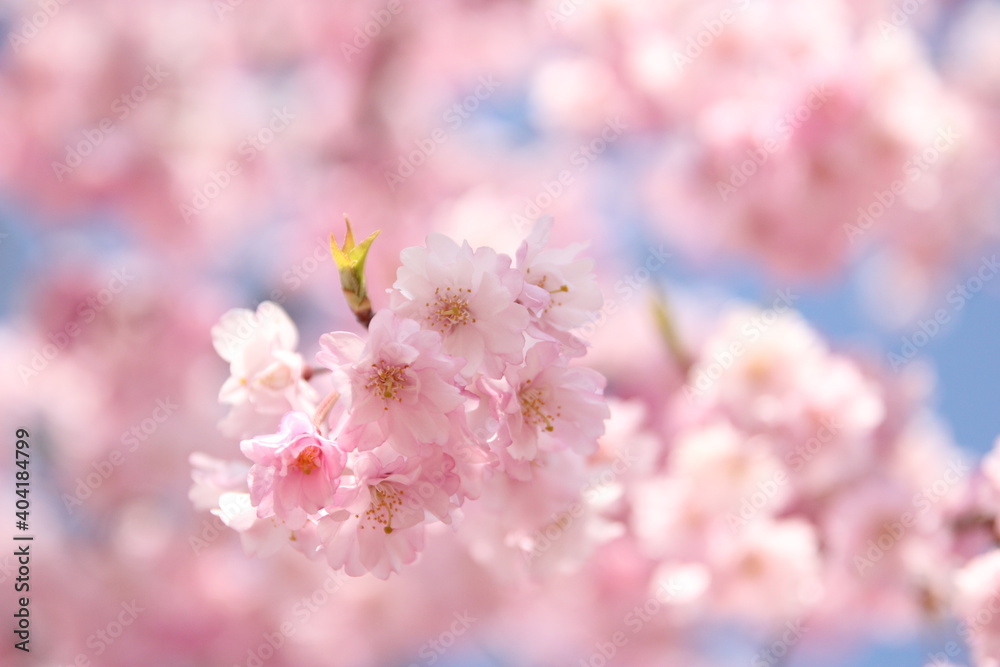 しだれ桜