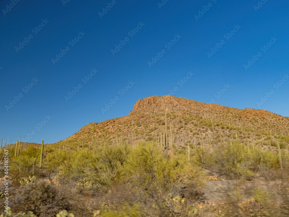 Sunny view of the Saguaro National Park