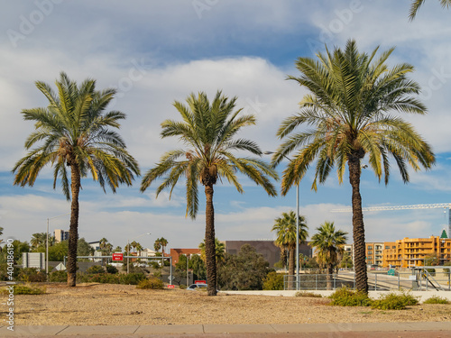 Palm tree  cityscape  construction site in the downtown