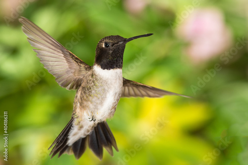 Black-Chinned Hummingbird Searching for Nectar in the Green Garden