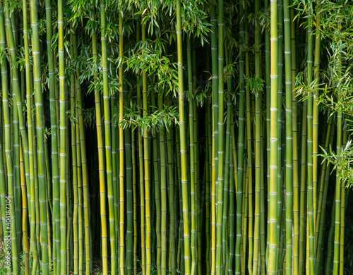 Simple bamboo background,