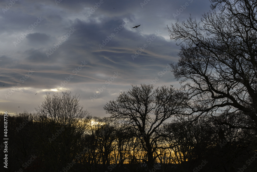 Fototapeta premium A dramatic stormy sky with clouds at sunset and a forest in Ireland