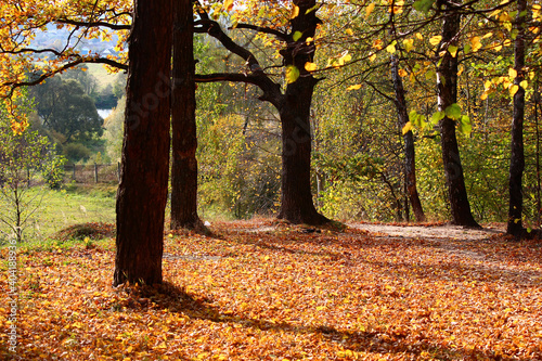 A picturesque meadow strewn with golden autumn foliage