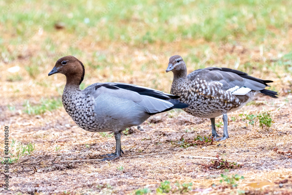 Male and female Maned Ducks (Chenonetta jubata); common Australian wild birds that also known as the Australian Wood Duck or Maned Goose. Male and female Maned Ducks (Chenonetta jubata); common Australian wild birds that also known as the Australian Wood Duck or Maned Goose.