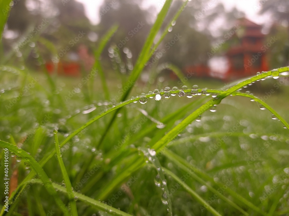 dew drops in the morning dew drops in the morning