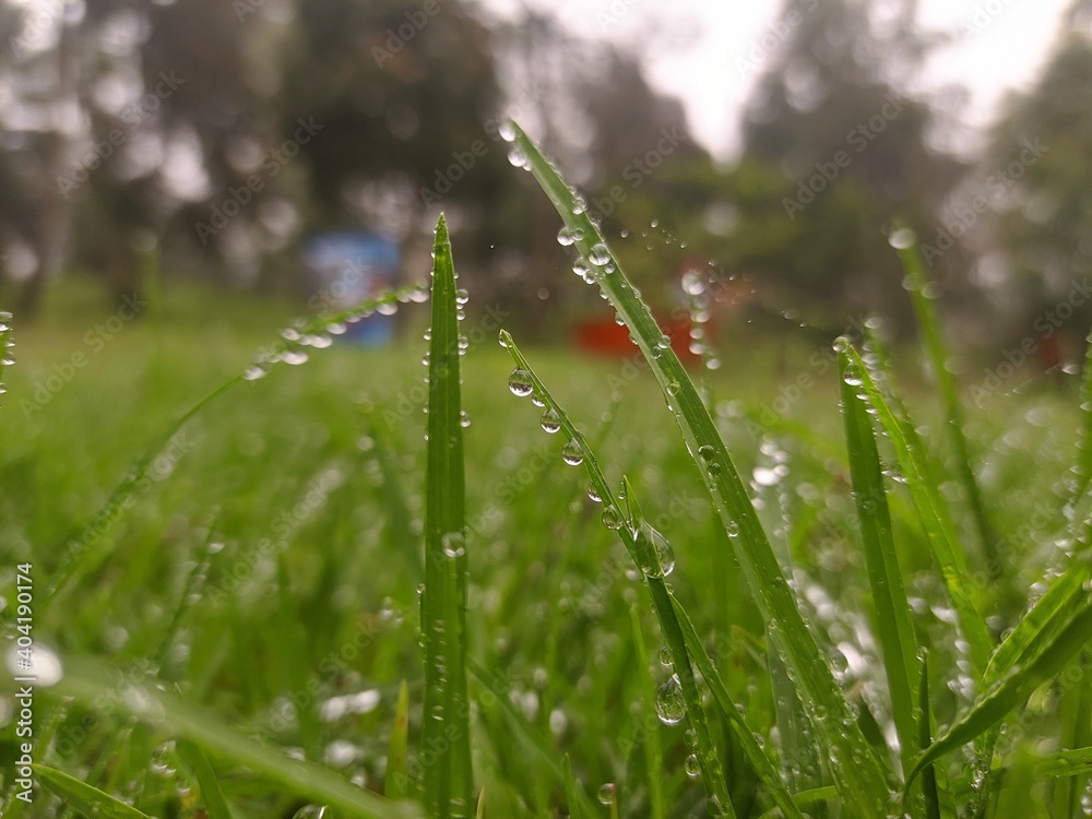grass covered with dew drops in the morning grass covered with dew drops in the morning