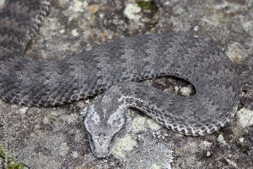 Close up of Common Death Adder