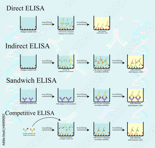 4 Type of ELISA infographic concept show protocol testing in laboratory. Direct, Indirect, Sandwich and Competitive ELISA.