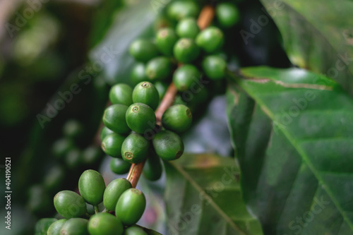 Close up of coffee beans and coffee trees in the coffee garden.