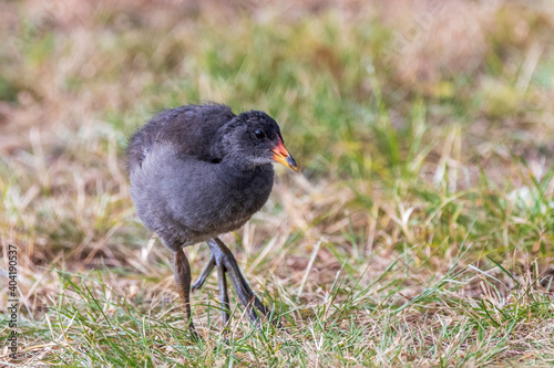 A juvenile Dusky Moorhen (Gallinula tenebrosa) stepping through grass. photo