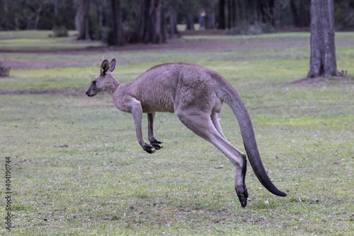 Принти на полотні Eastern Grey Kangaroo hopping or jumping