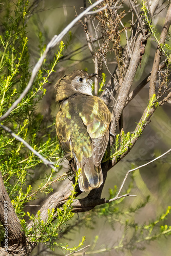 Horsfield's Bronze Cuckoo (Chrysococcyx basalis) showing its green and bronze iridescent colouring on its back and incomplete brown barring from neck to tail. photo
