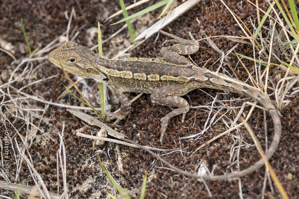 Jacky Dragon resting on the ground Jacky Dragon resting on the ground