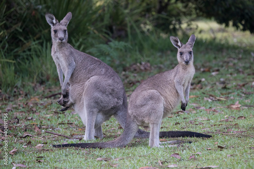 Eastern Grey Kangaroo with a joey in her pouch