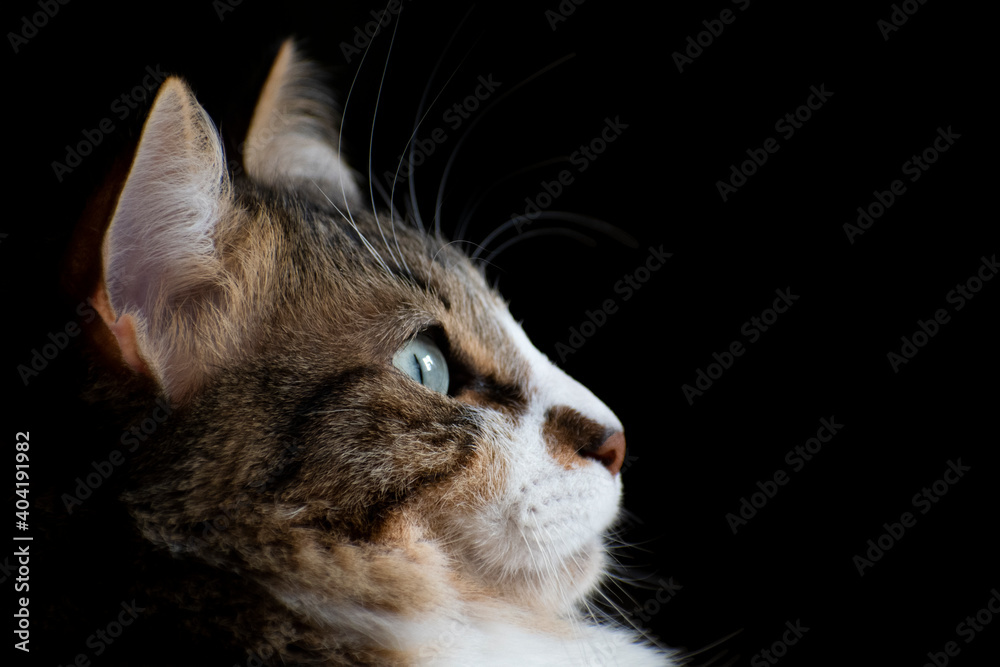 Side view of a white and brown tabby long haired cat with beautiful green eyes isolated on black background with copy space