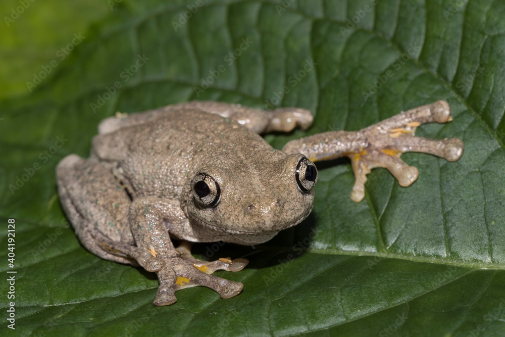 Obraz premium Peron's Tree Frog resting on green leaf