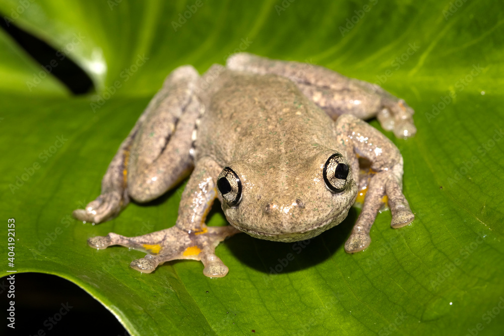 Obraz premium Peron's Tree Frog resting on green leaf