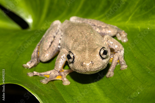 Peron's Tree Frog resting on green leaf