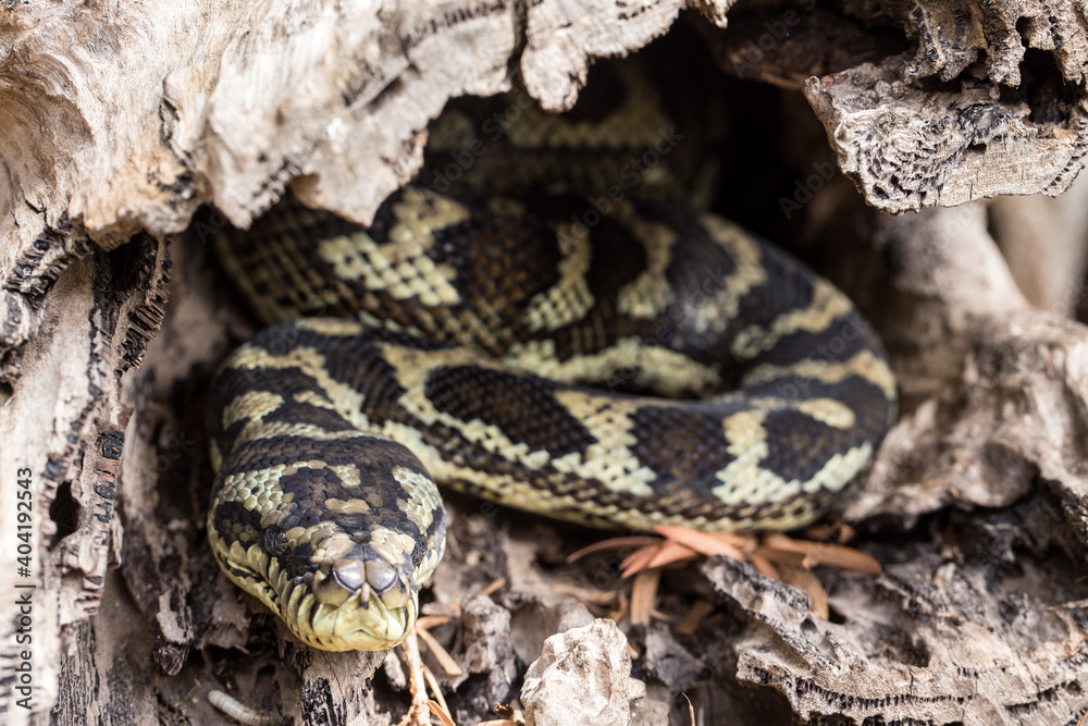 Australian Carpet Python rsting in hollow log Australian Carpet Python rsting in hollow log