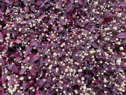 A bush of Purple Knight flowers.
