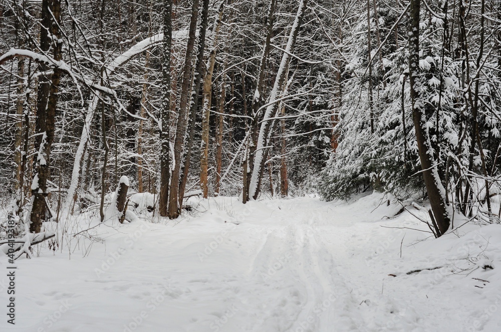 Snow-covered forest on a cloudy winter morning. Moscow region. Russia.