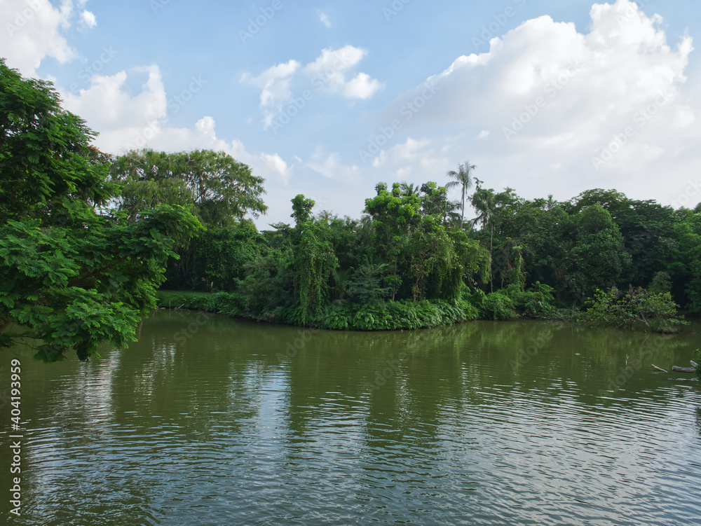 Scene of Mixed forest, Serene and shady atmosphere, With canals and natural blue skies in rural Thailand.