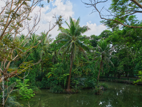 Scene of coconut plantation, Serene and shady atmosphere, With canals and natural blue skies in rural Thailand.