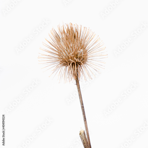 Dried burdock head plant on White background