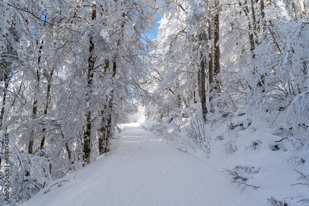 Obraz premium Winter im Schwarzwald am Herzogenhorn