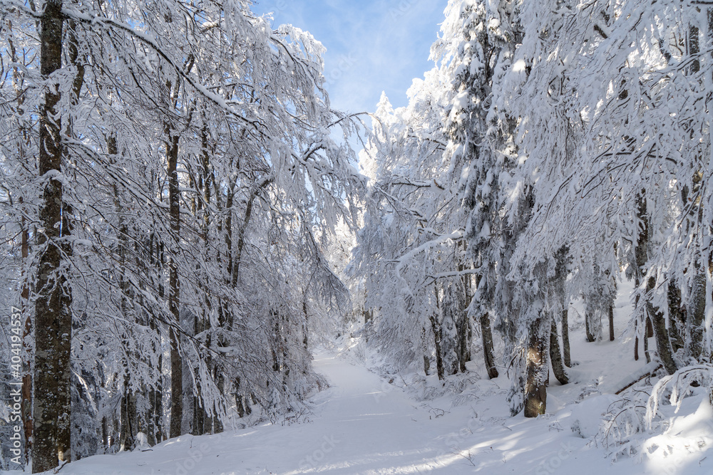Winter im Schwarzwald am Herzogenhorn