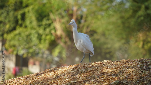 Graceful Egretta Alba or White Bagula in front of the camera and seeing with eagerness. photo