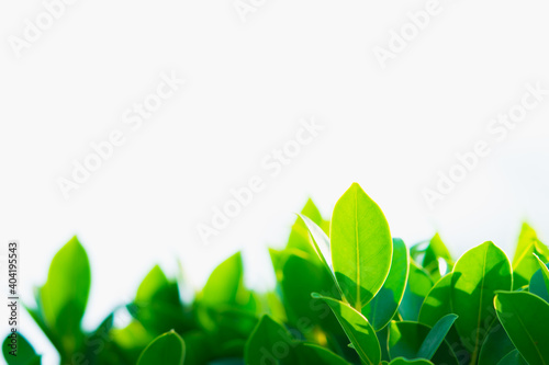 Closeup nature view of green leaf on white background using as fresh ecology background concept