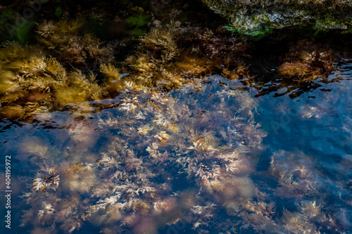 Seawood in transparent water sea