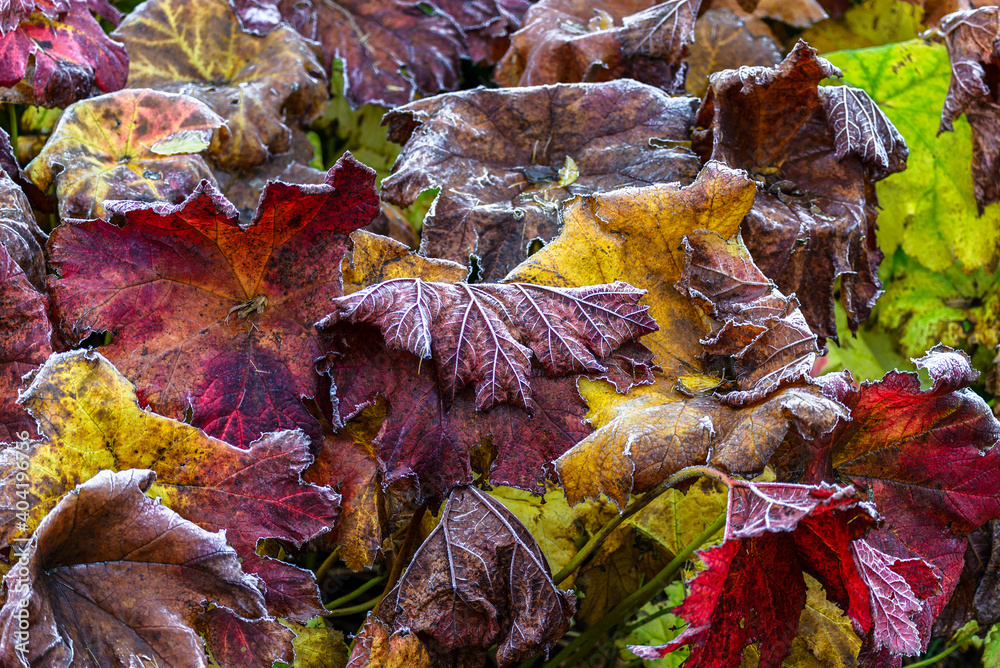 Colourful frozen autumn leaves in an Irish forest Colourful frozen autumn leaves in an Irish forest