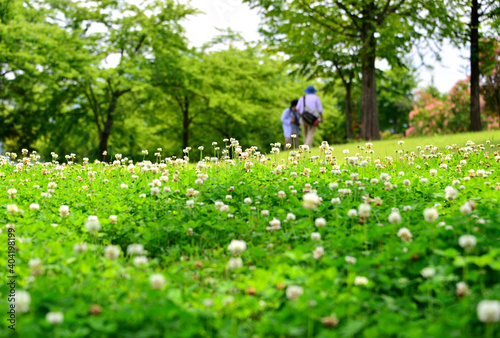 クローバ咲く公園で楽しむ散歩
