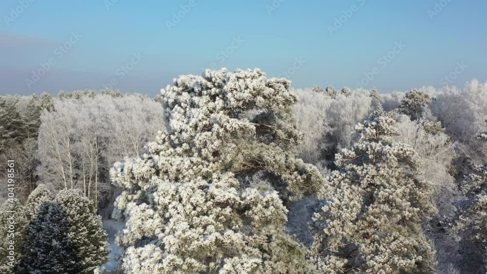 Aerial video from lifting up drone of pine and birch forest under snow in winter season. Aerial video from lifting up drone of pine and birch forest under snow in winter season.