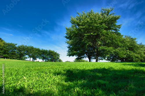 青空を背景に自然の緑が美しい風景